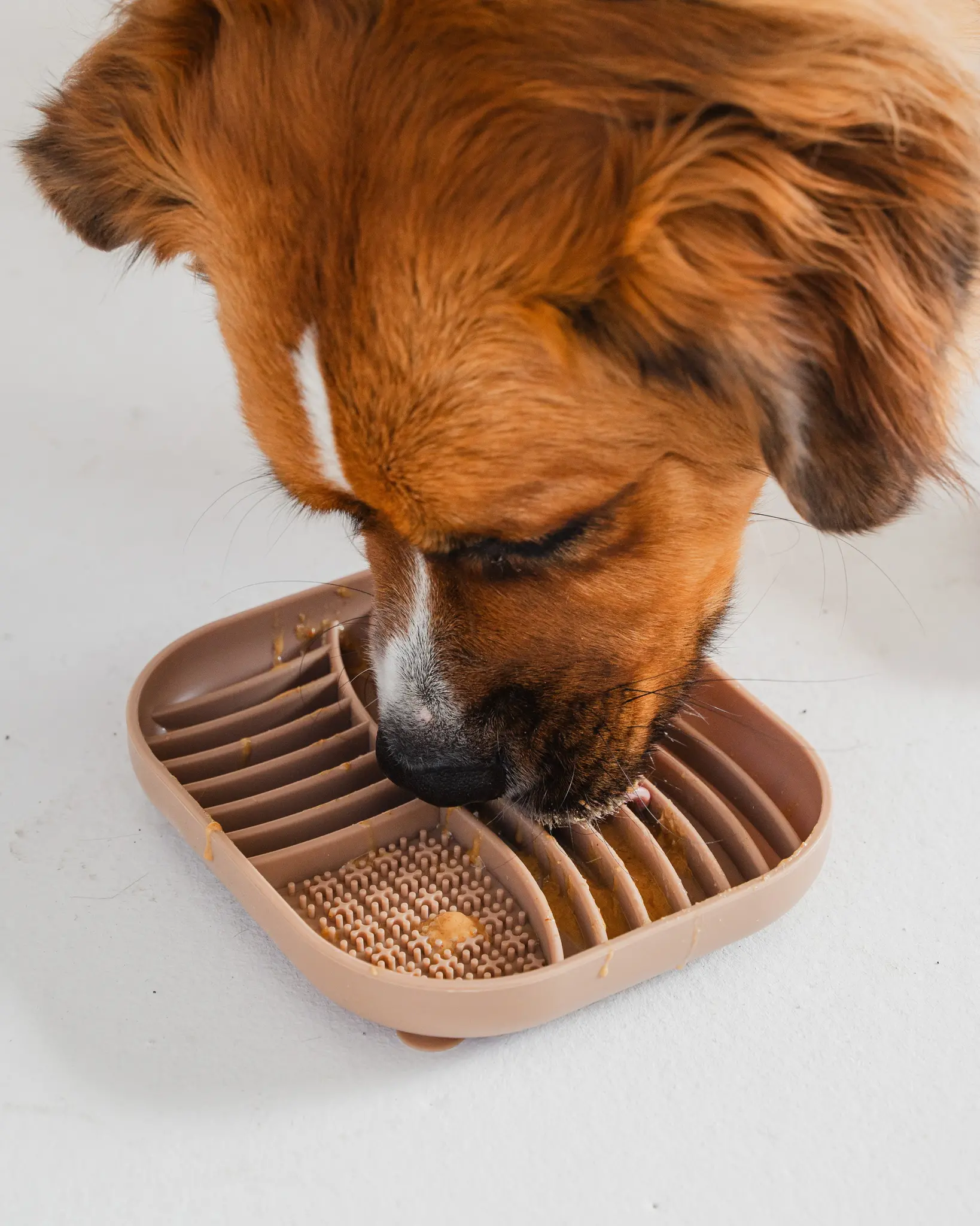 dexypaw Hide and Seek Slow Feeder