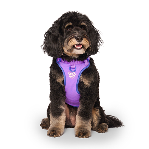 Canada Pooch Max Chill Cooling Harness Purple Small