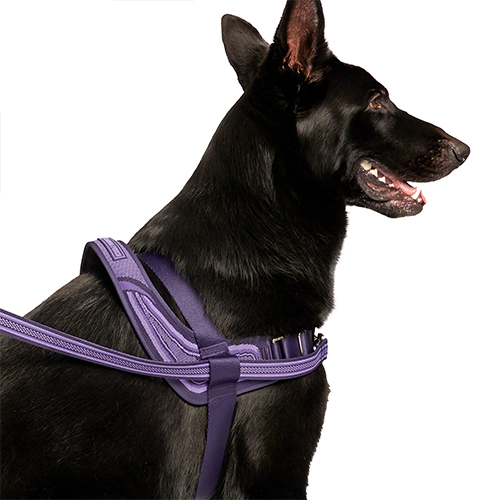 Canada Pooch Redirect Harness Purple/Lavender Small