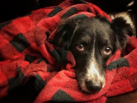 Canada Pooch Hunter's Plaid Blanket