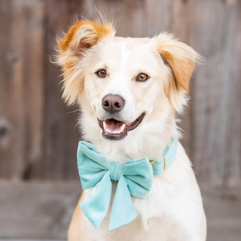 The Foggy Dog Lady Dog Bow