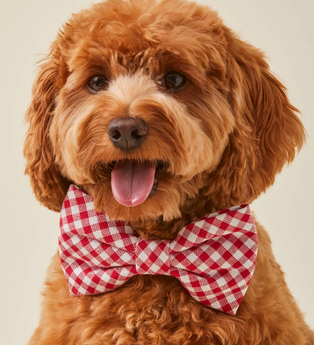 The Foggy Dog Bow Tie