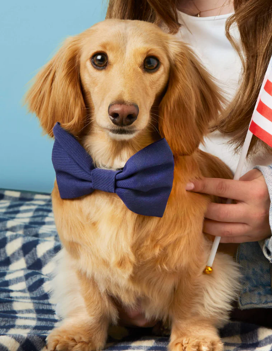 The Foggy Dog Bow Tie