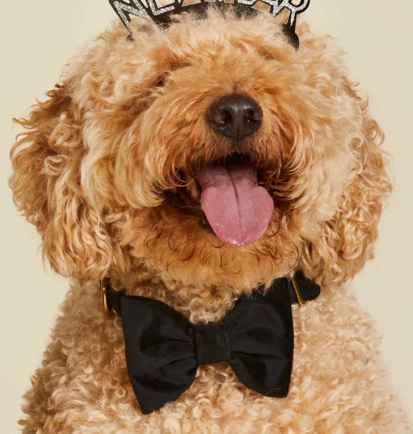 The Foggy Dog Bow Tie