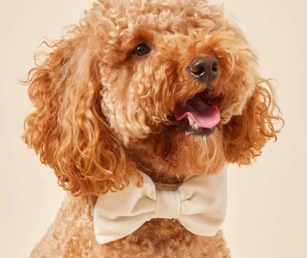 The Foggy Dog Bow Tie