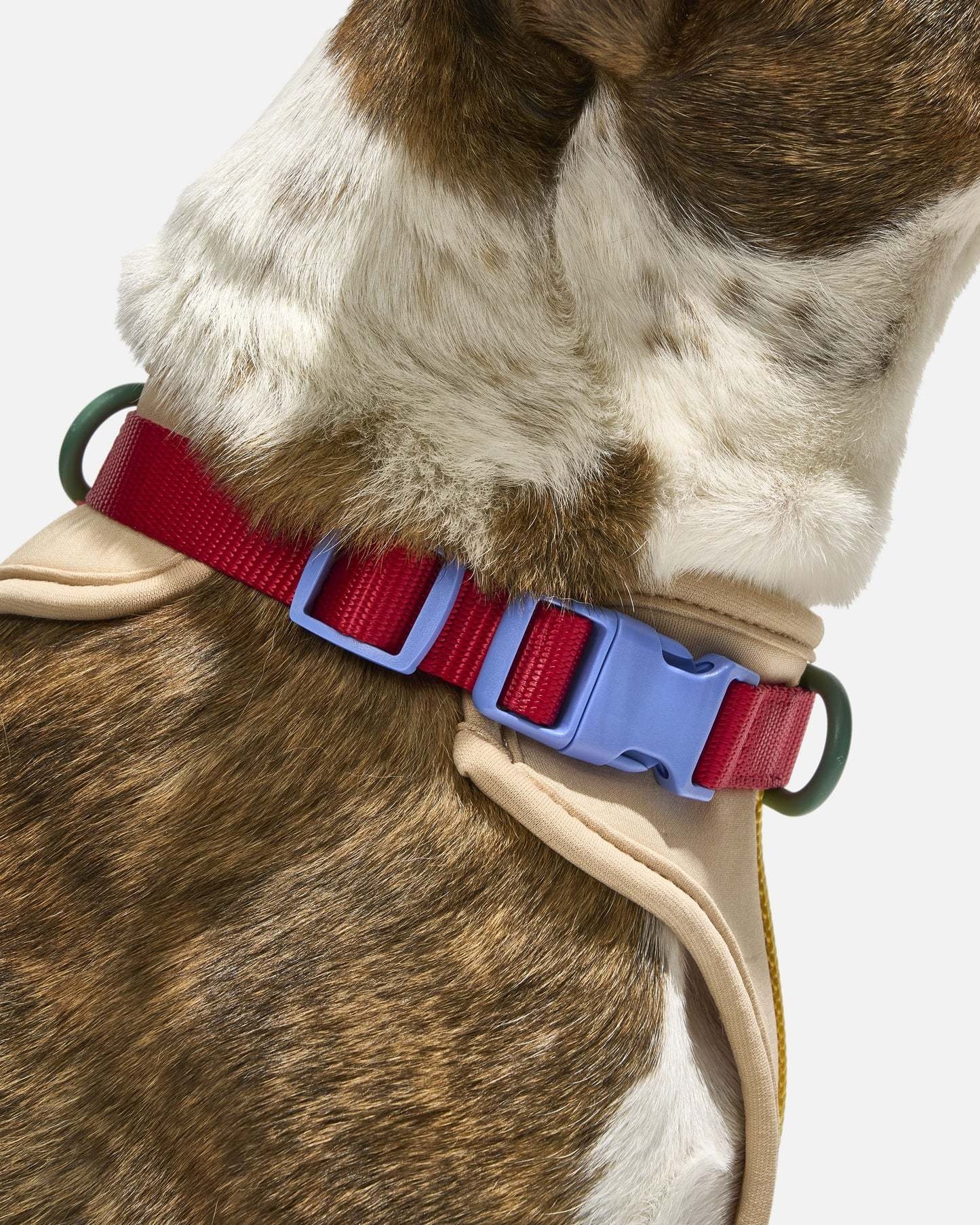 Wild One Harness -