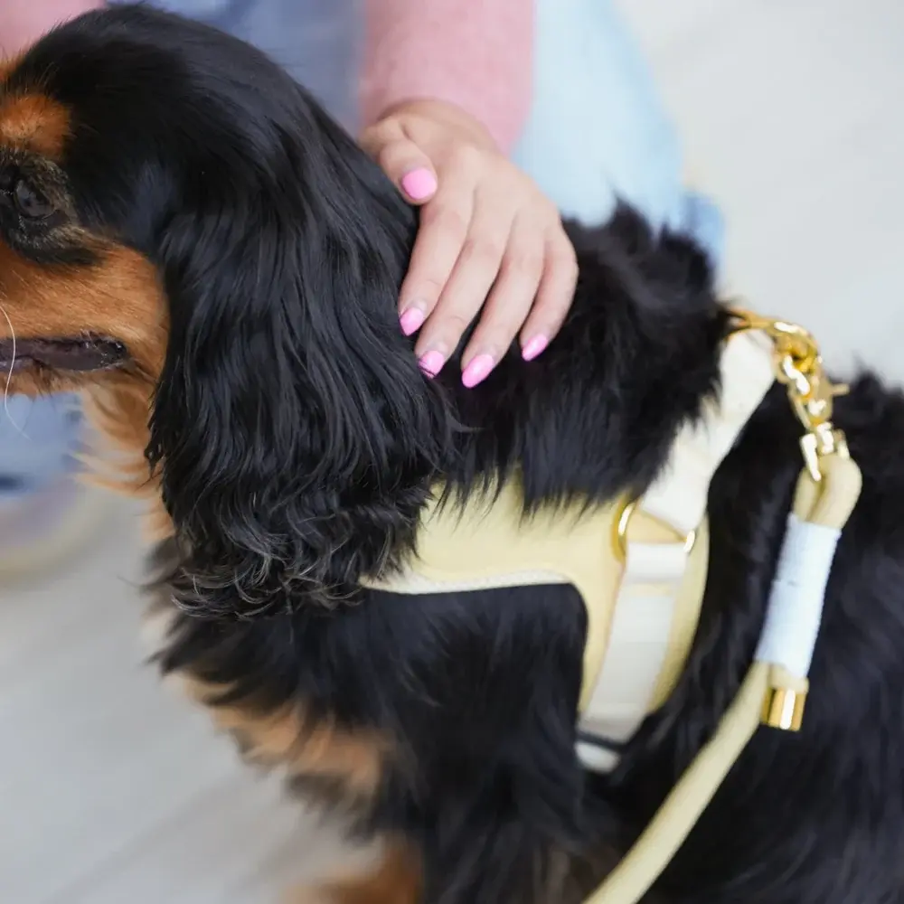 Cavology Easy-O Step-In Harness