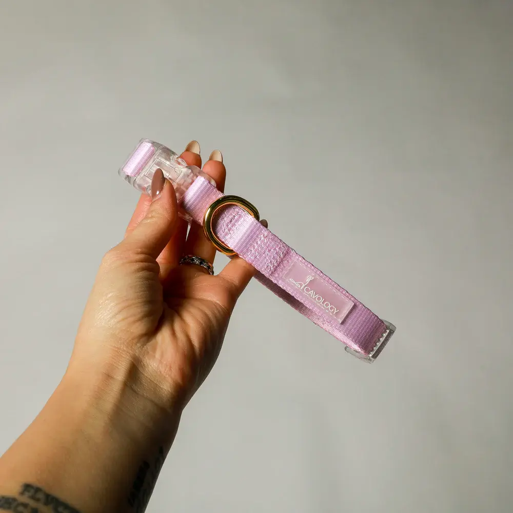 Cavology Dog Collar