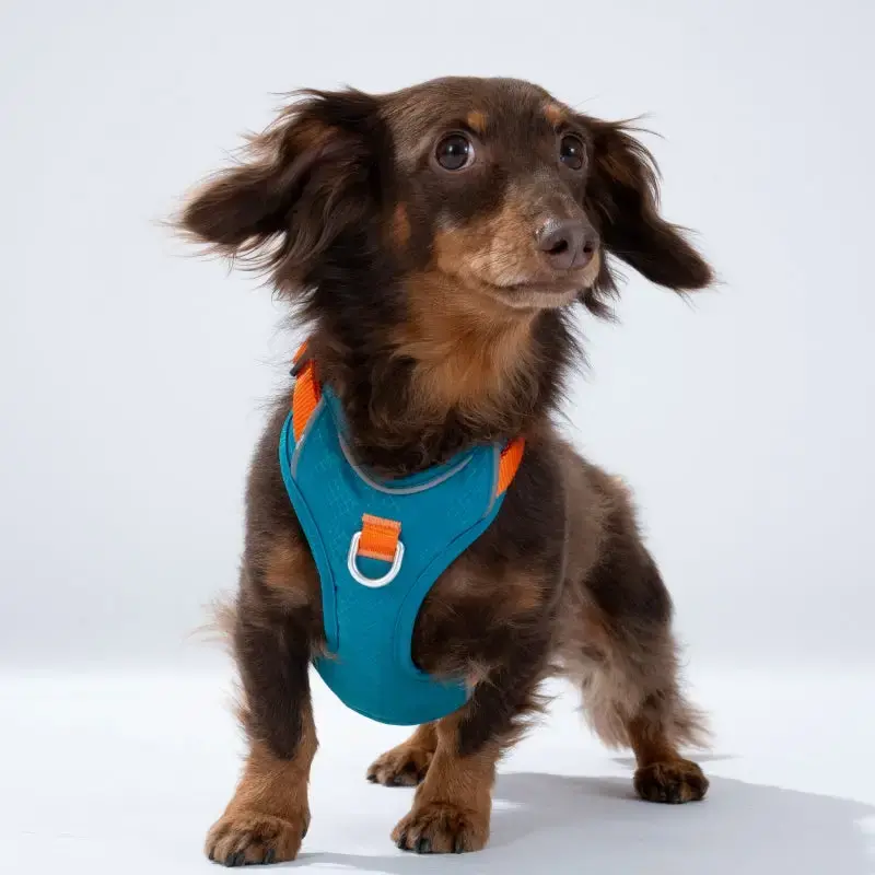 Puppy Gallery GO Mentum Dog Harness Green & Orange