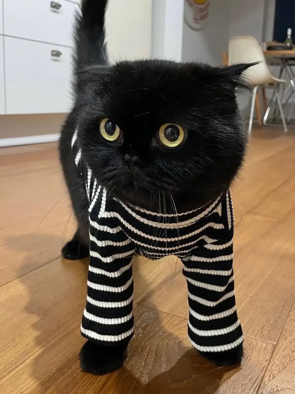 Little Beast Café in Paris Sweatshirt Striped Shirt - Black & White