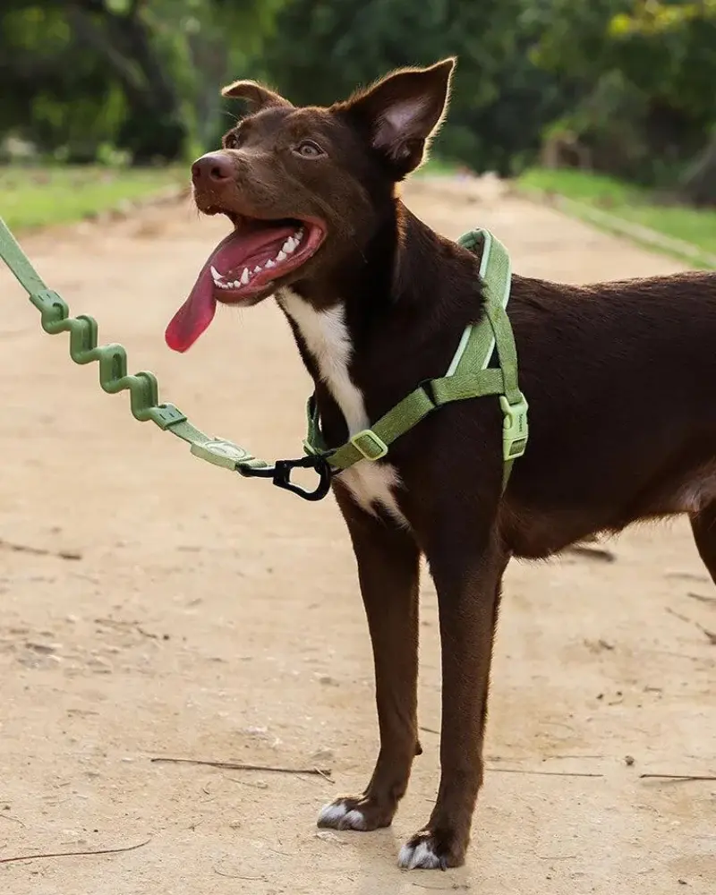 Zee Dog Softer-Walk - Moss