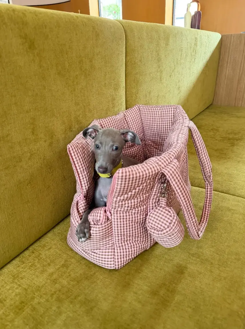 Little Beast The Little Beast Carrier - RiRi- Mini