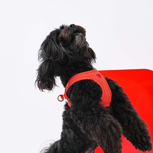 Puppy Gallery Weatherproof Dog Step-in Harness