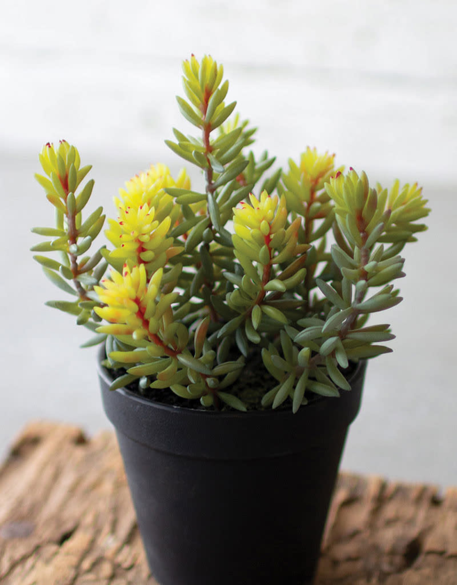 Kalalou Artificial Succulent in a black plastic pot