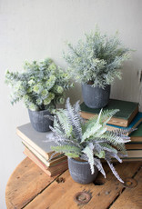 Kalalou Fern Succulent with round grey pots