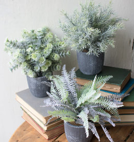 Kalalou Fern Succulent with round grey pots