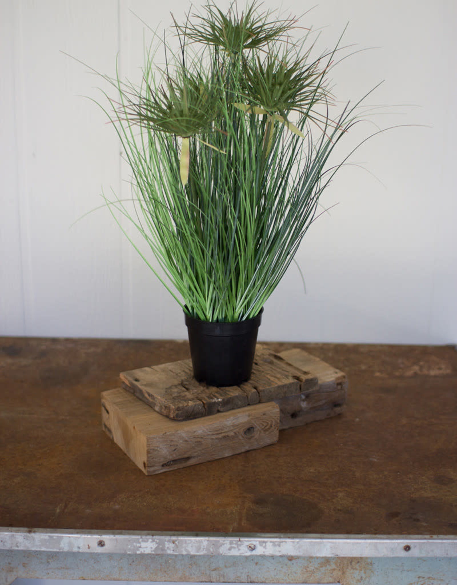 Kalalou Cyprus Grass in plastic pot