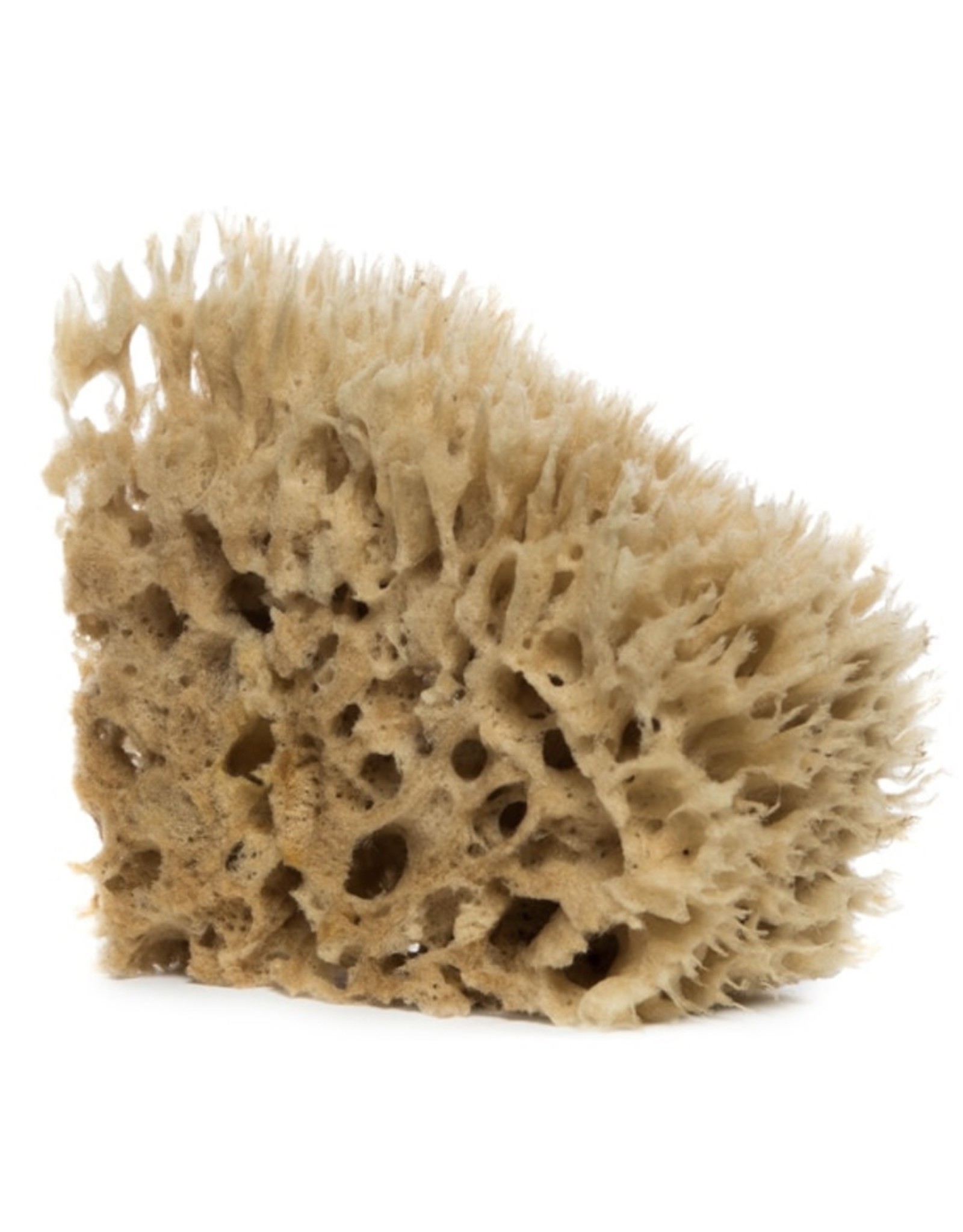 Barr-Co Sea Wool Sponge