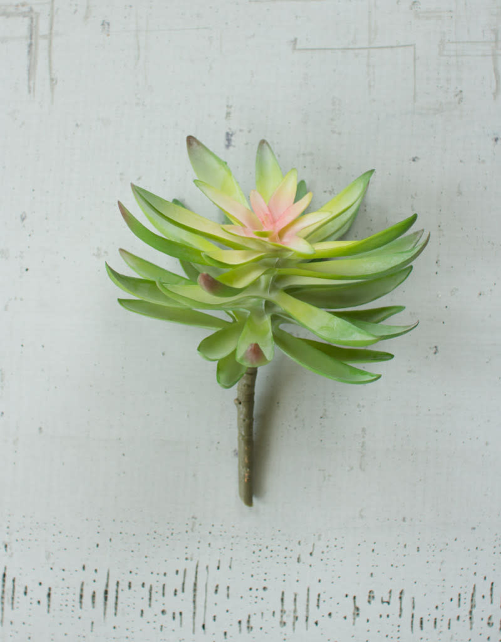 Kalalou Flower Succulent