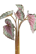 Park Hill Collection Variegated Begonia Bundle Small