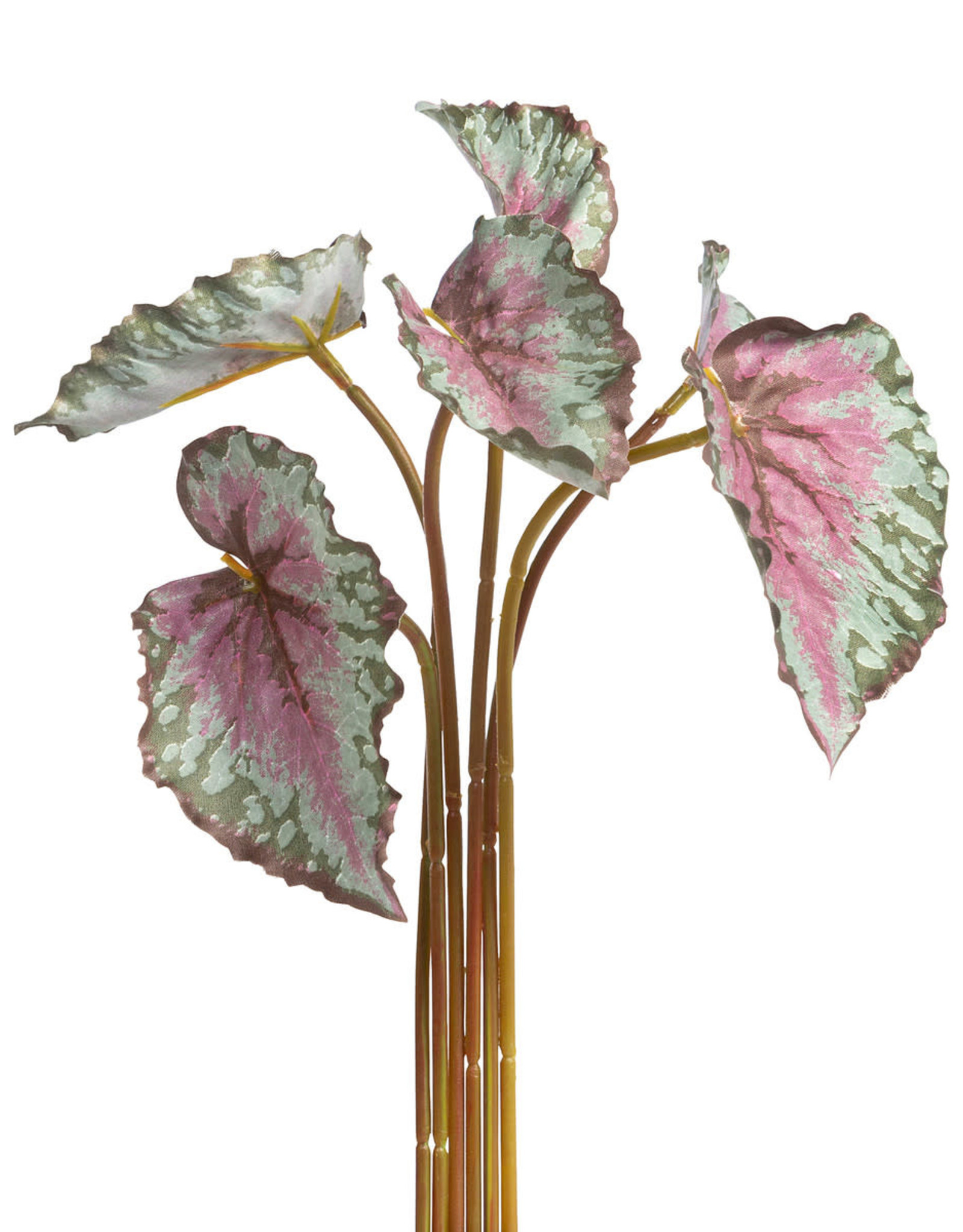 Park Hill Collection Variegated Begonia Bundle Small