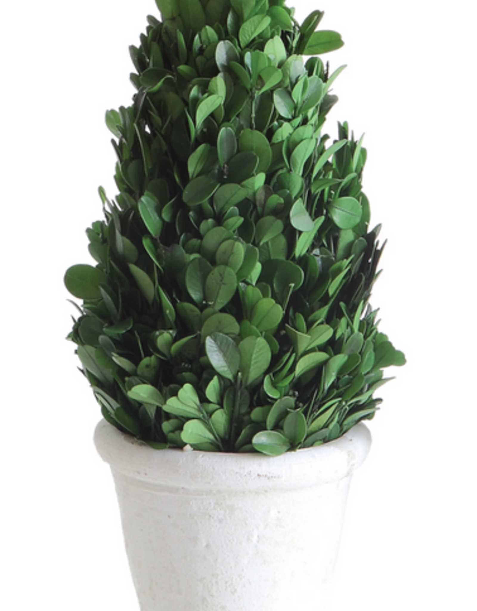 Creative Co-Op Preserved Boxwood Cone Topiary in Pot