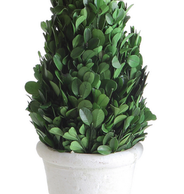 Preserved Boxwood Cone Topiary in Pot