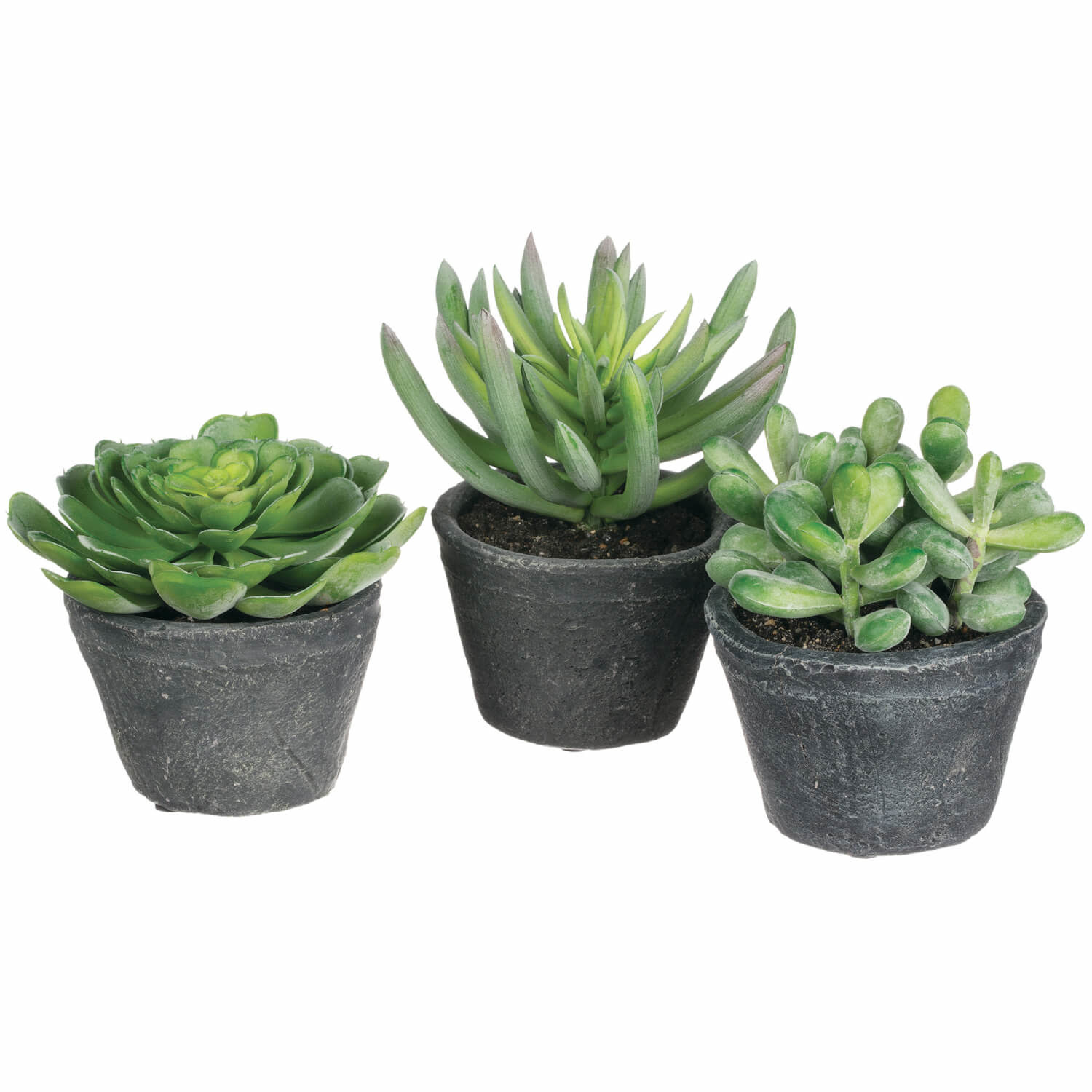 Sullivan 6 Succulent Asstd.