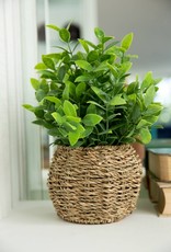 Flora Bunda Inc Tea Leaf in 6" Basket