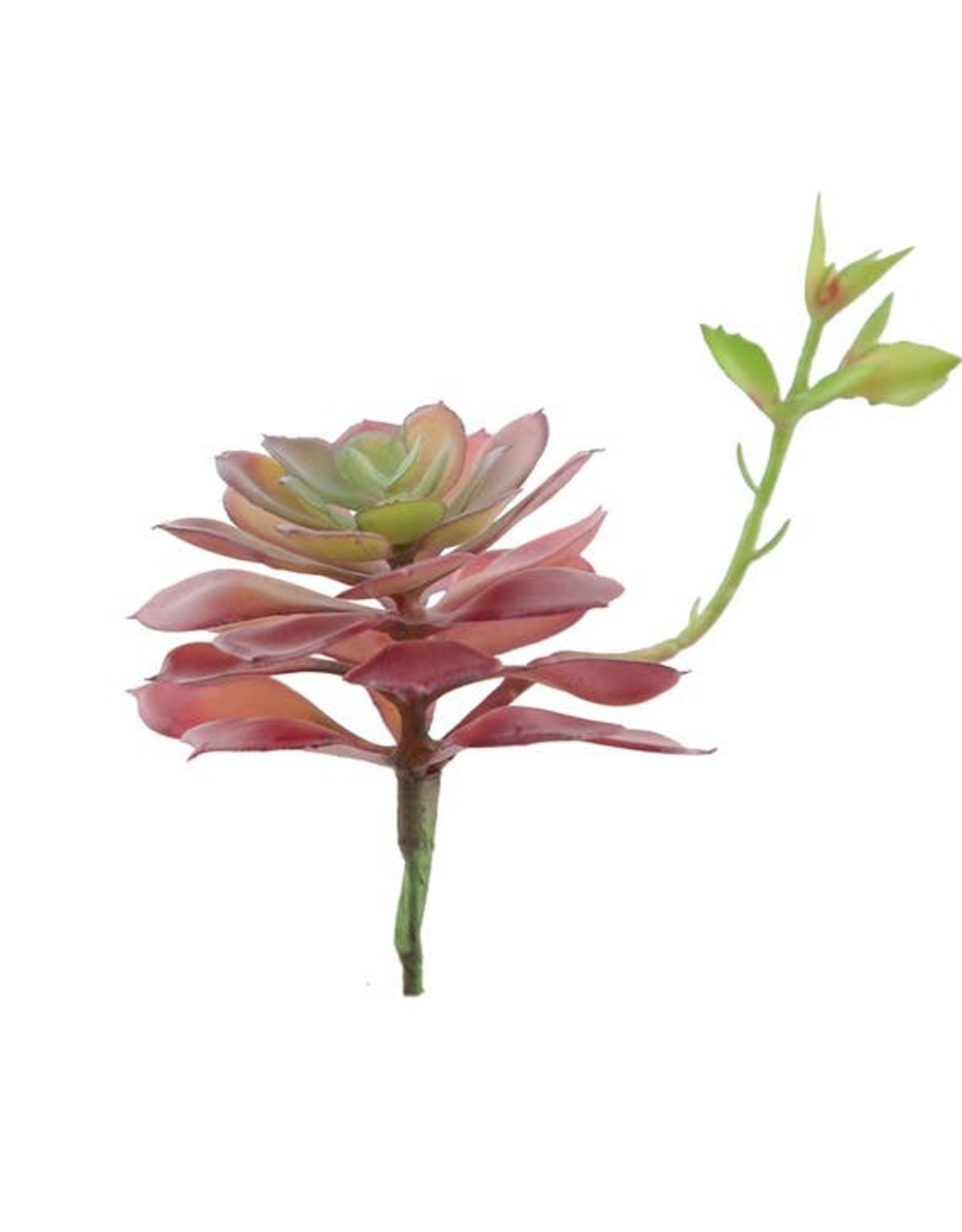 Flora Bunda Inc Artificial Faux Echeveria Lola with Stem Mauve