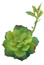Artificial Faux Echeveria Lola with Stem Green