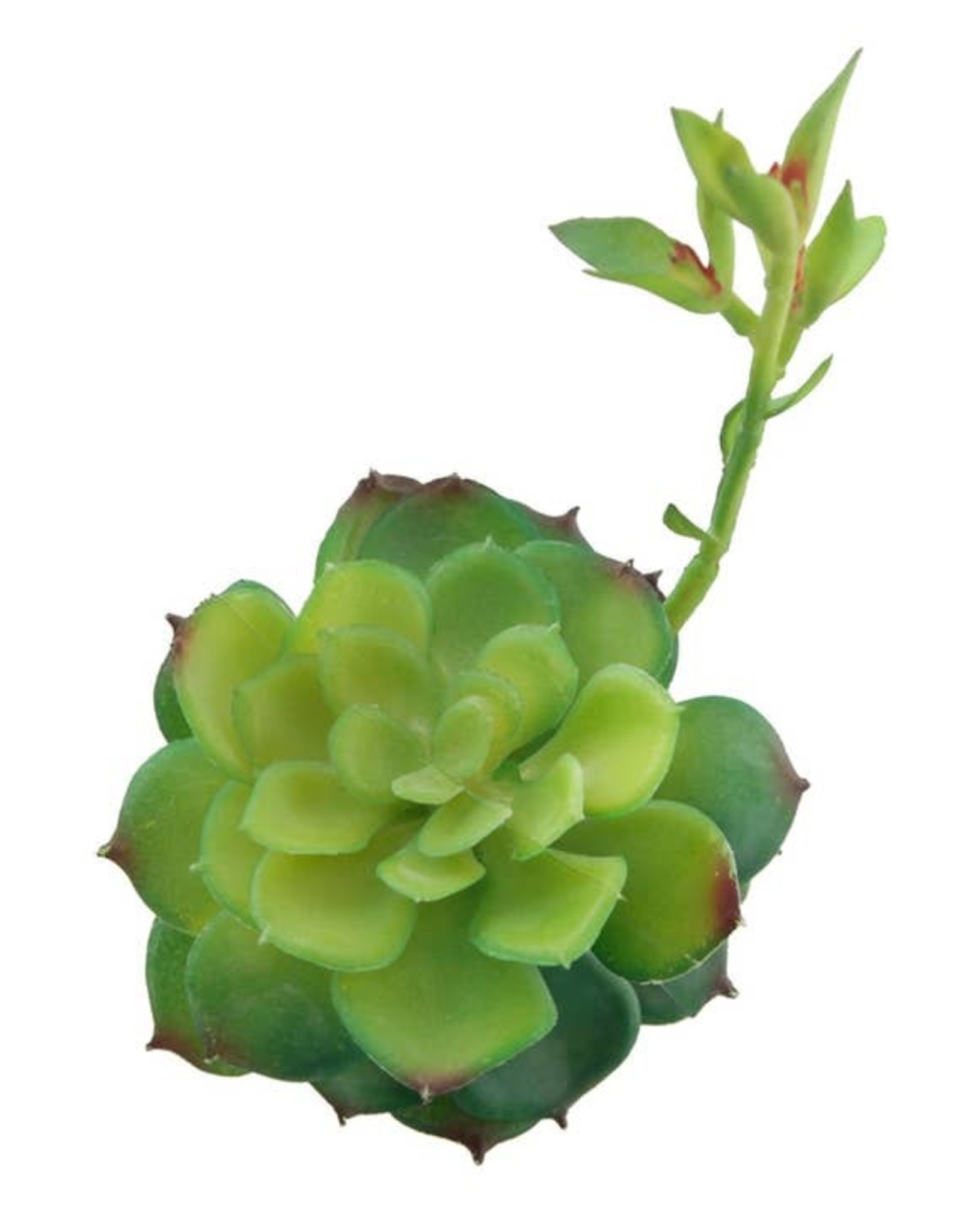 Artificial Faux Echeveria Lola with Stem Green