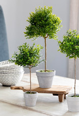 Park Hill Collection Boxwood Topiary 13"Tall