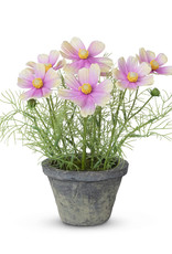 Park Hill Collection Cosmos Plant in Terra Cotta Pot, Light Mauve