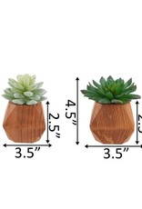 Flora Bunda Inc Succulents In Wood Pots