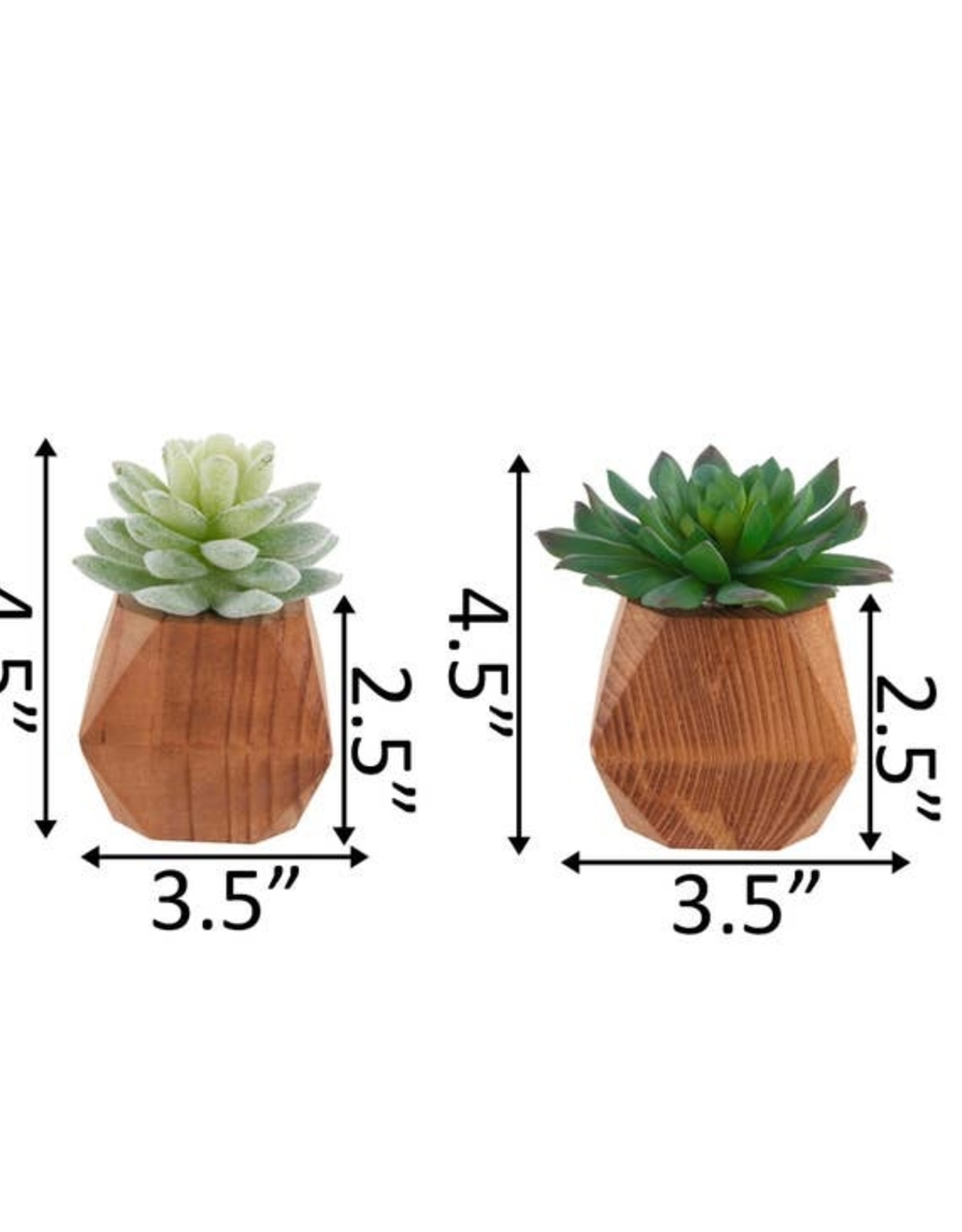 Flora Bunda Inc Succulents In Wood Pots