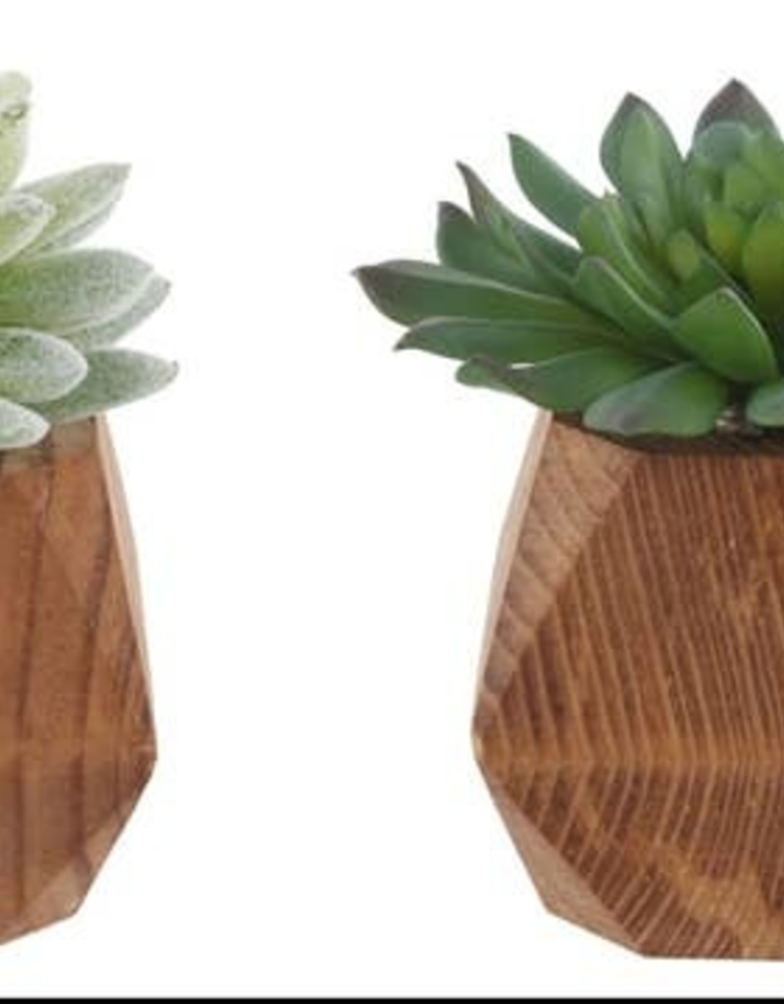 Flora Bunda Inc Succulents In Wood Pots