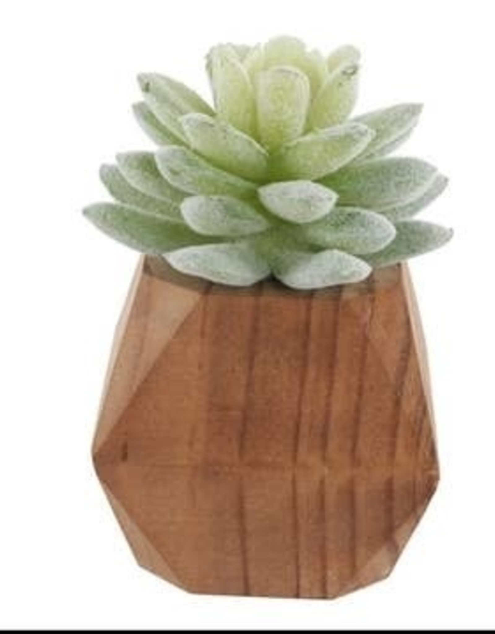 Flora Bunda Inc Succulents In Wood Pots