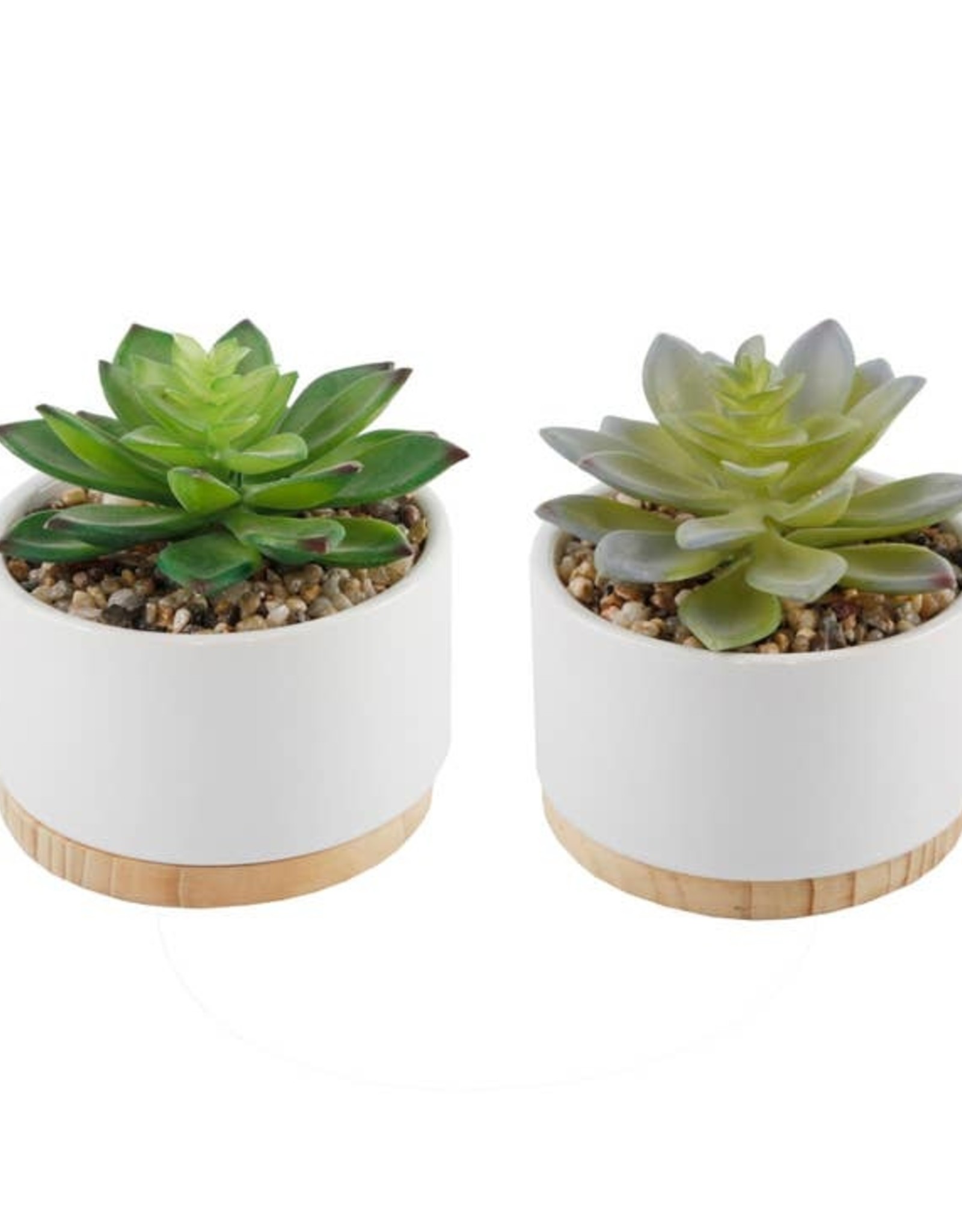 Flora Bunda Inc Succulents In  White Ceramic & Wood Pots