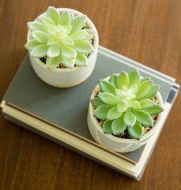 Flora Bunda Inc Succulents In  White Ceramic & Wood Pots