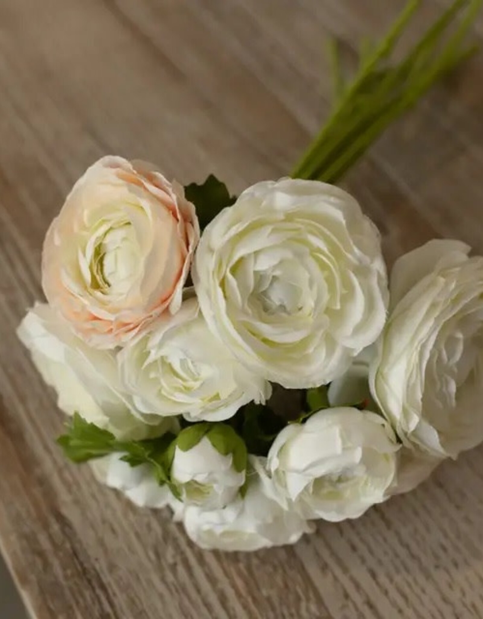 White & Cream Ranunculus Bundle 13.5"