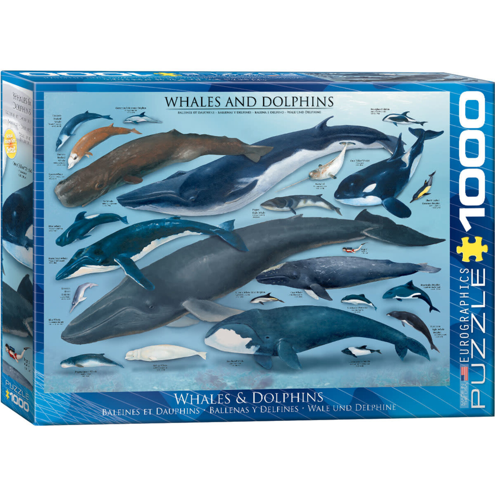 Eurographics Whales and Dolphins