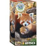 Eurographics Red Pandas