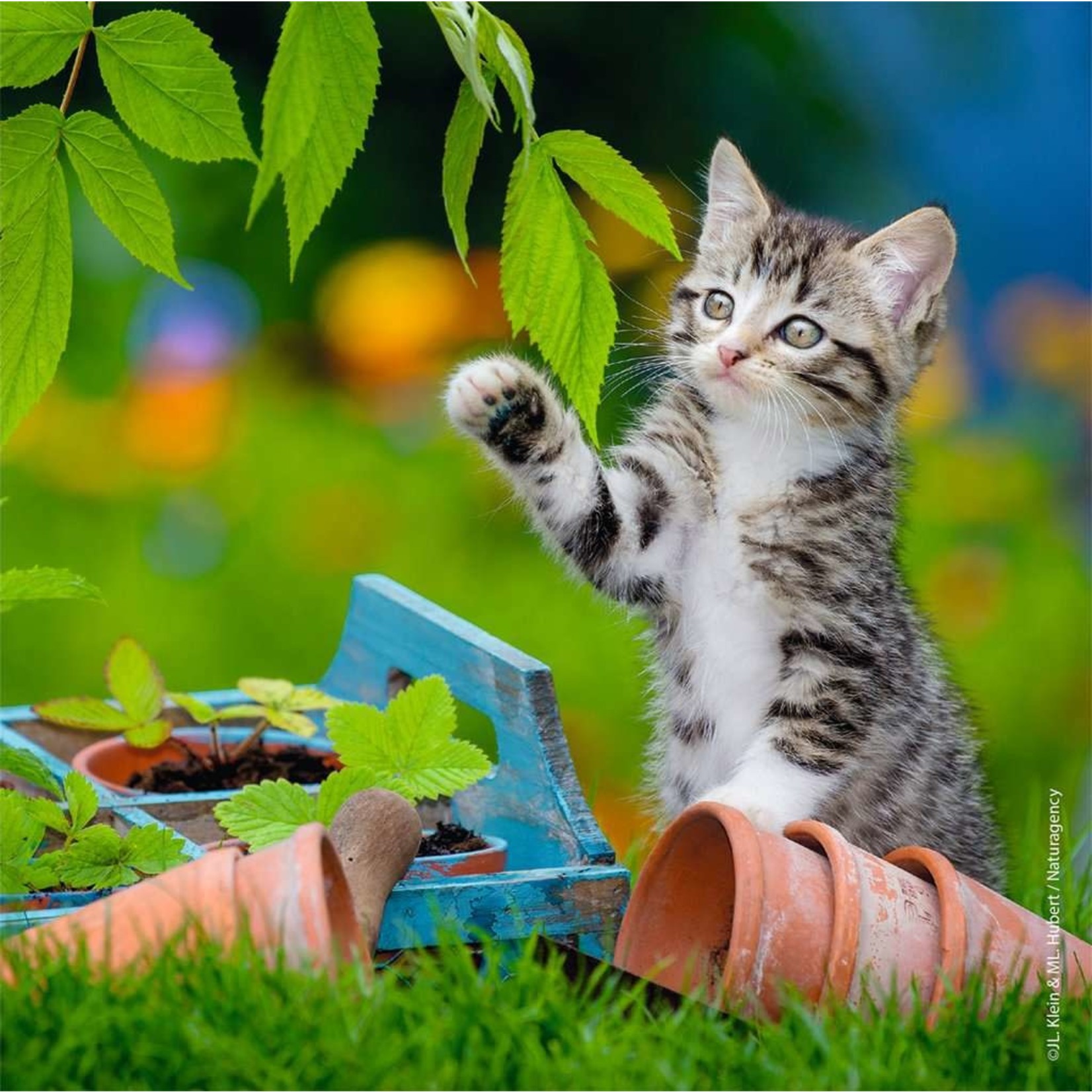 Ravensburger Cuddly Kittens