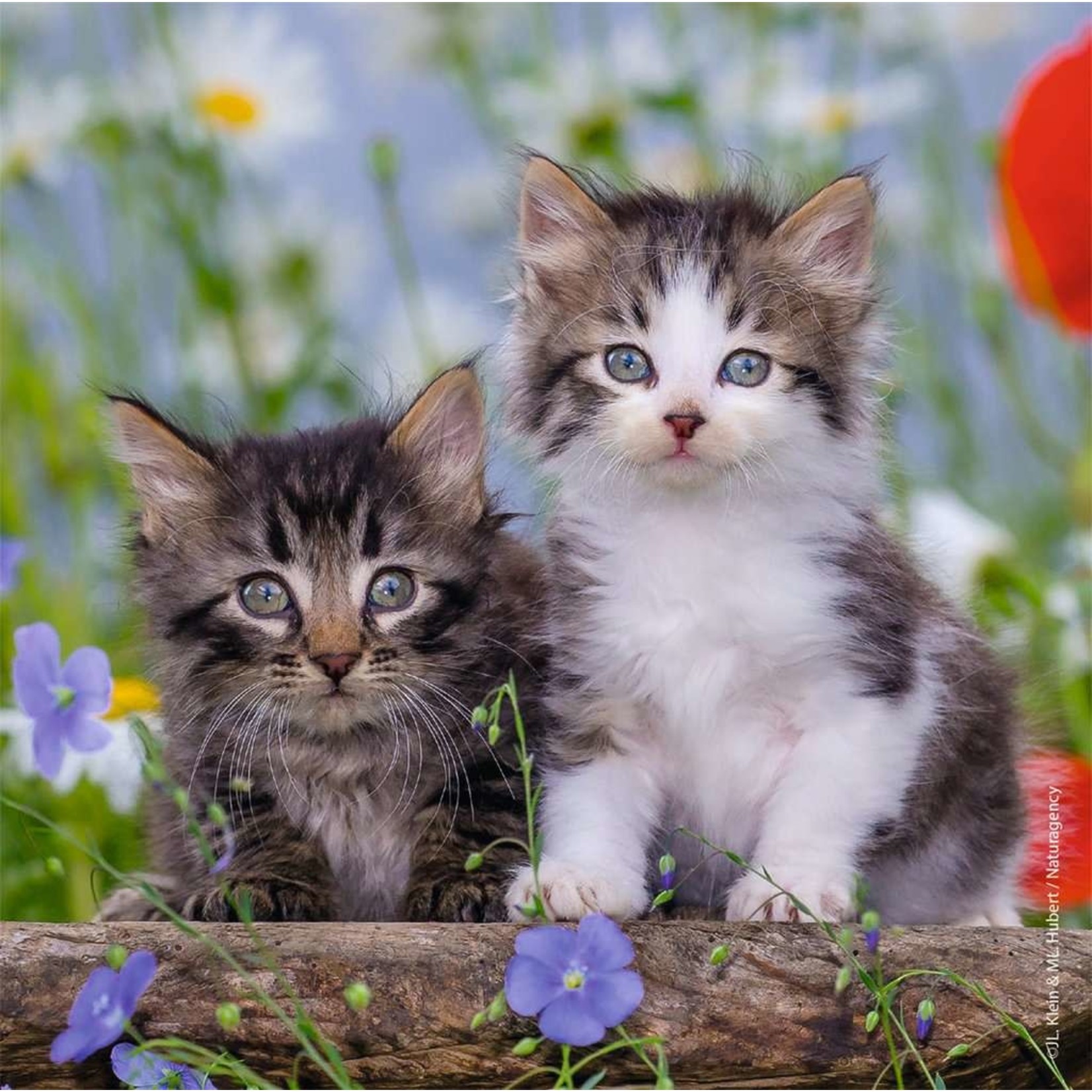 Ravensburger Cuddly Kittens