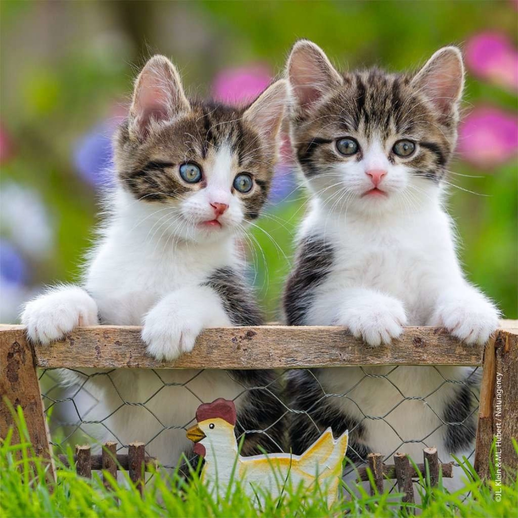 Ravensburger Cuddly Kittens