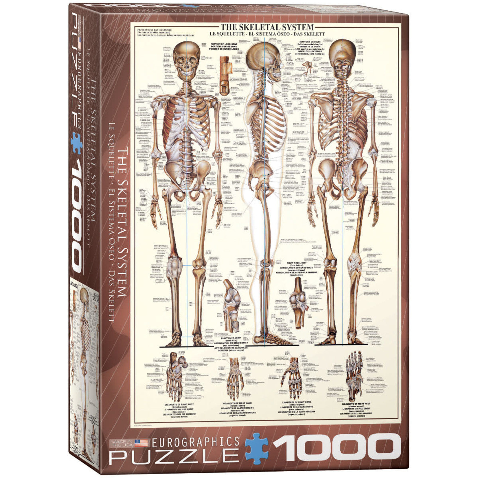 Eurographics The Skeletal System