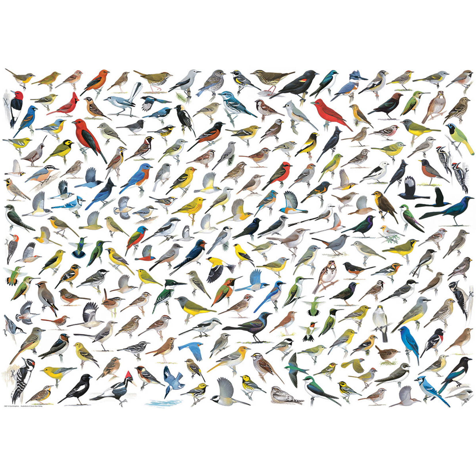 Eurographics The World of Birds