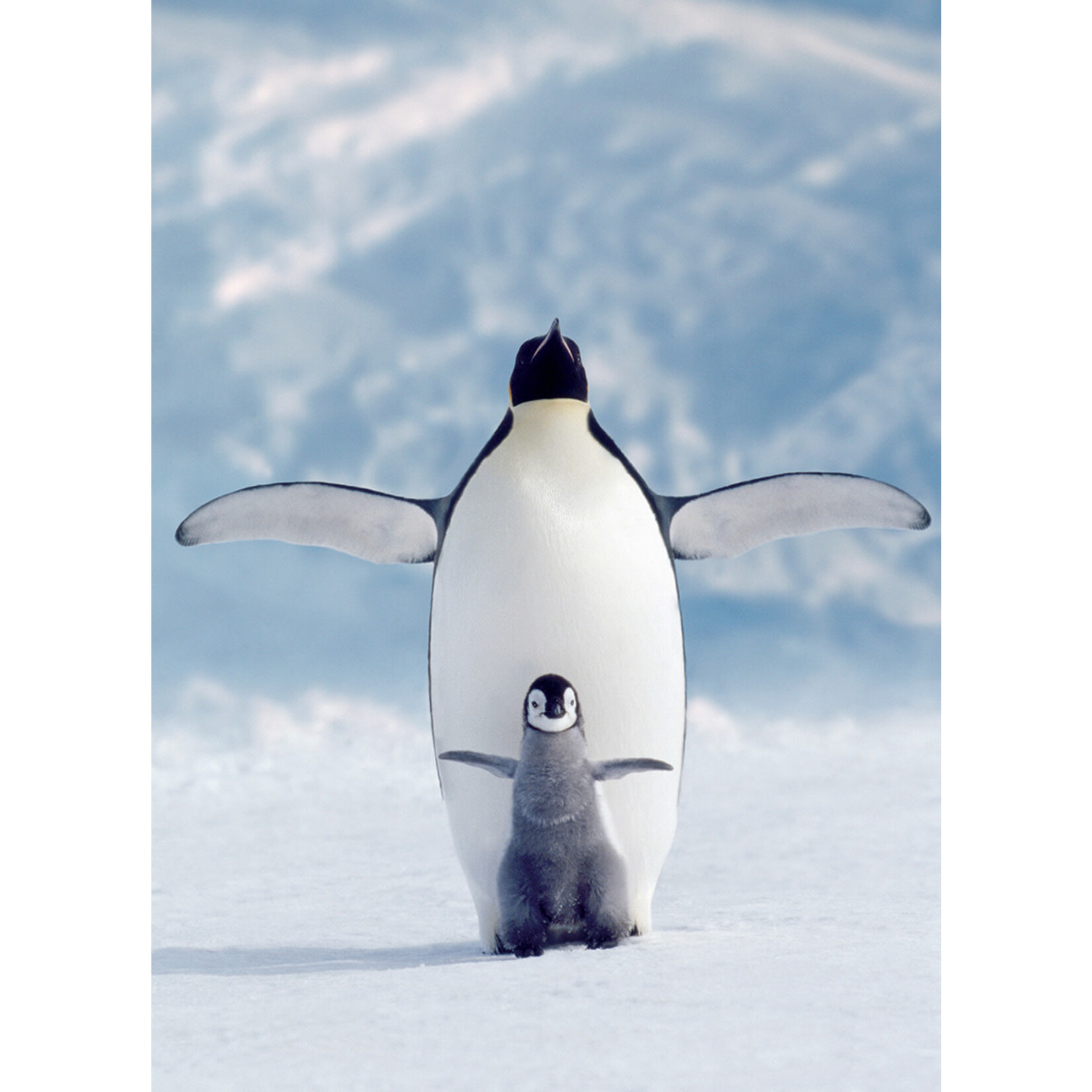 Eurographics Penguin & Chick