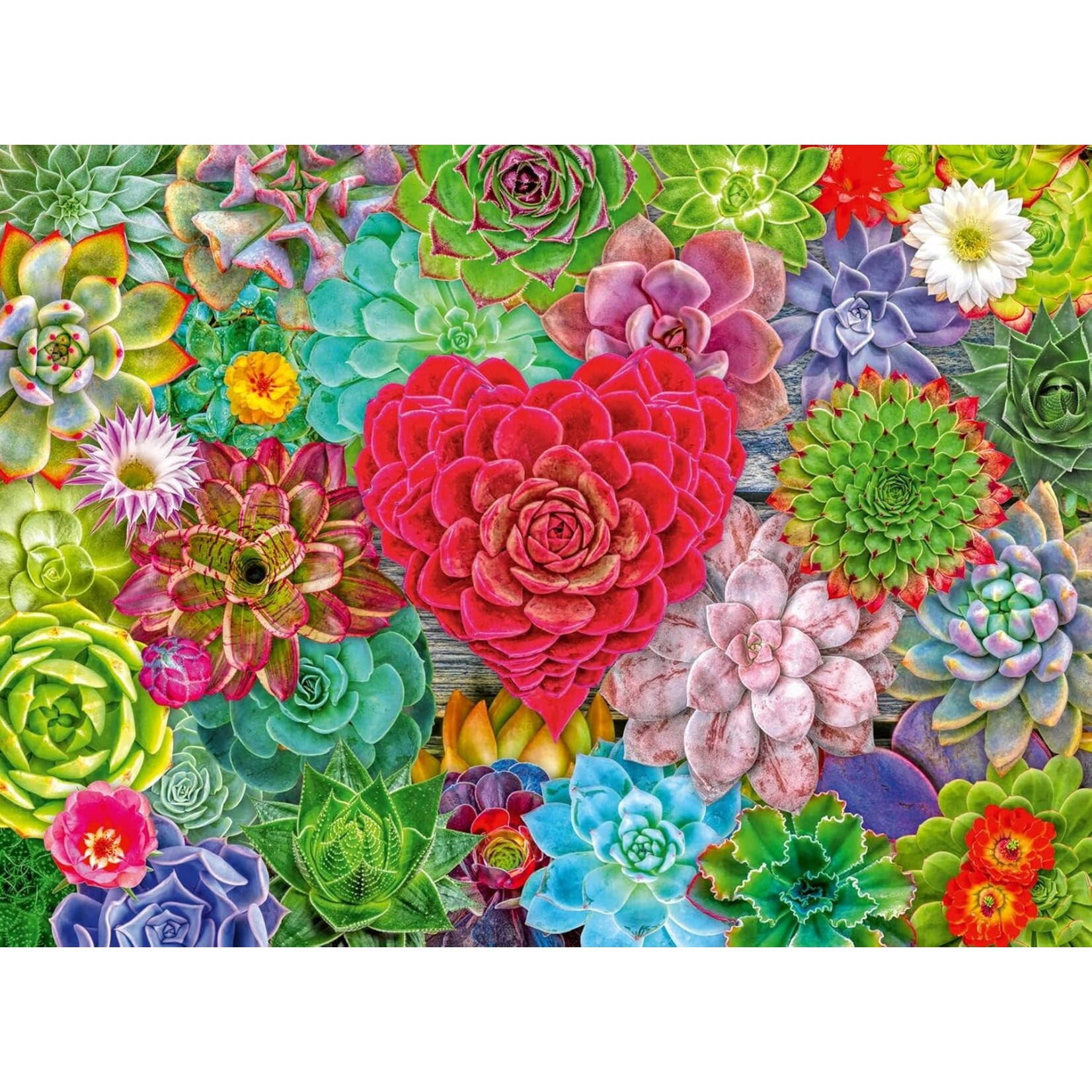 Ravensburger Succulent Love